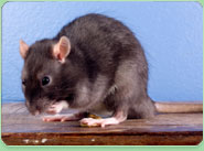 rat control Chester