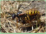 wasp control Chester