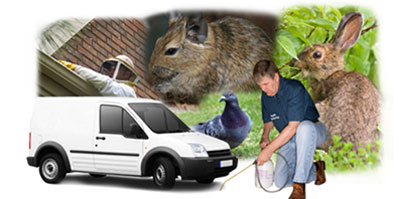 Chester local van